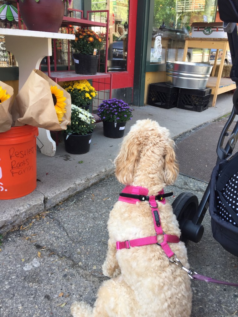 Brinks waiting for daddy to come back out.